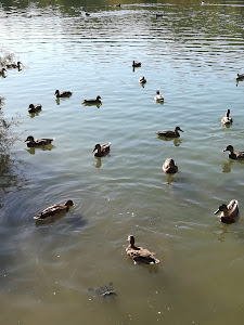 Parque la Laguna — fotografia 5