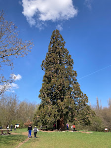 Budakeszi, Giant Sequoias — fotografia 3