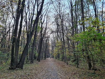 Pădurea Băneasa — fotografia 3