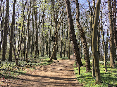 Diedrichshagen Strand — fotografia 4