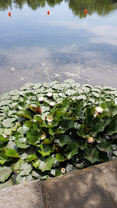 Parcul Tineretului Buzău — fotografia 3