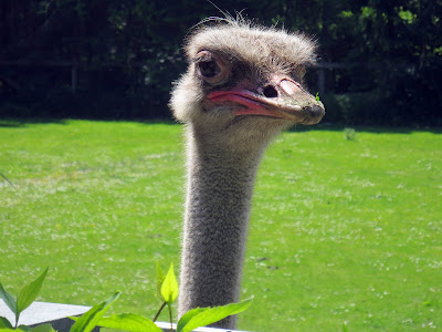 Wild and leisure park Ostrittrum — fotografia 3