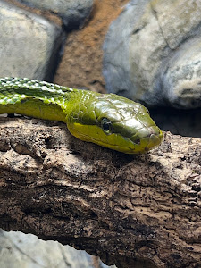 Snakeroom Serpentarium — fotografia 4