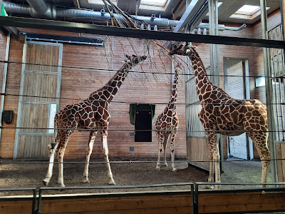 Copenhagen Zoo — fotografia 3