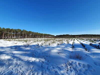 Parking forest, world — fotografia 4