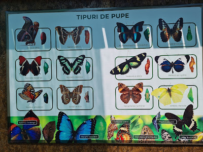 Gradina de fluturi tropicali Iasi (BEFLY GARDEN ) — fotografia 5