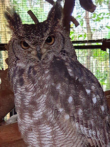 Zoo De Oliemeulen — fotografia 4