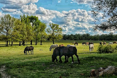 Park prirode Lonjsko polje — fotografia 3