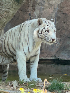 Bioparco — fotografia 3