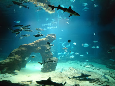 Museo Marítimo del Cantábrico — fotografia 5