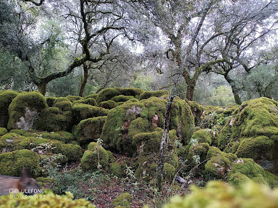 Llanos Del Campo — fotografia 4