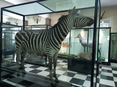 National Museum of Natural History — fotografia 4