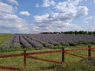 Livada cu lavanda — fotografia 4