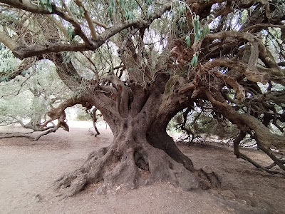 The Great Grampa - Millennial Wild Olive Tree — fotografia 3