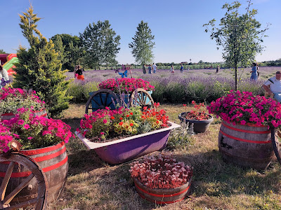 Lavender Farm — fotografia 4