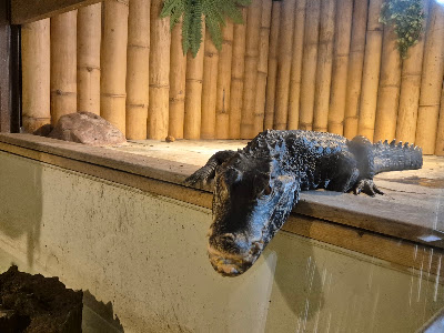 Krokodýlí a želví ZOO Praha — fotografia 4