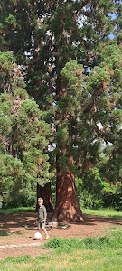 Budakeszi, Giant Sequoias — fotografia 2