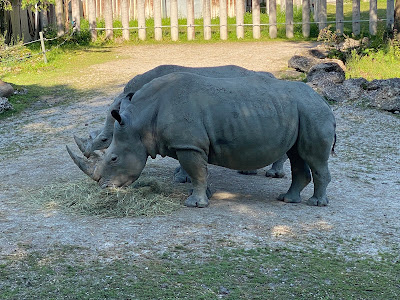 Zoo Schmiding / Museum - meeting of cultures — fotografia 3