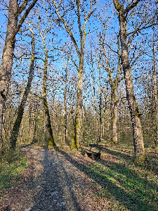 Pădurea Parc Șopa - Șelimbăr — fotografia 3