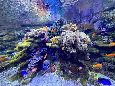 Tropicarium — fotografia 3