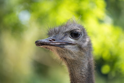 Zoo Linz — fotografia 4