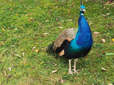 Raritätenzoo Ebbs — fotografia 3
