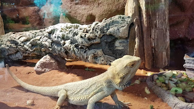 Grădina Zoologică din Salzburg — fotografia 2
