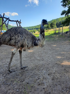Parc de animale domestice şi sălbatice pentru copii — fotografia 3
