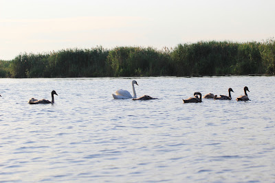 Lacul Roşu