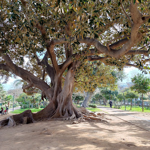Chania Municipal Garden — fotografia 3