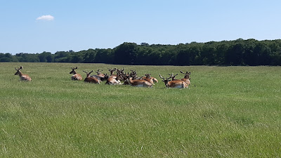 Jægersborg Dyrehave — fotografia 4