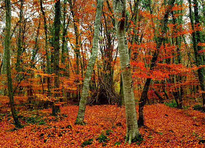 Parc Natural de la Zona Volcànica de la Garrotxa — fotografia 3