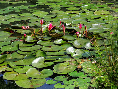 Lake Hévíz — fotografia 5