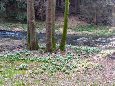 Märzenbecherwiesen-Wanderung — fotografia 5