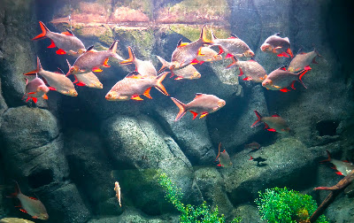 Aquarium River of Zaragoza — fotografia 4