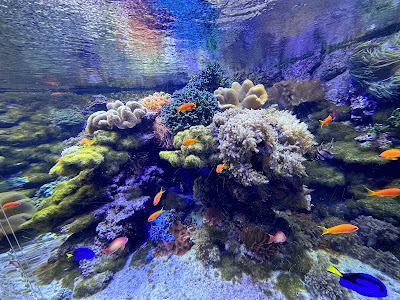 Tropicarium — fotografia 3