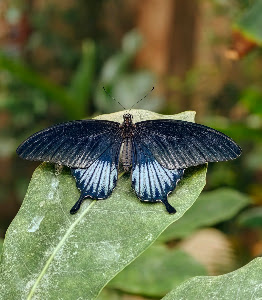 Papilonia Lepkevilág Budapest - Butterfly House — fotografia 5