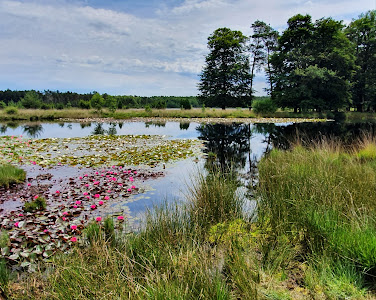 Dwingelderveld National Park — fotografia 4