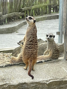 Zoo Linz — fotografia 5