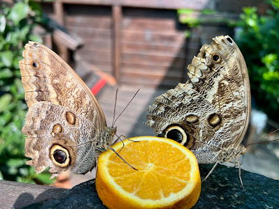 Gradina de fluturi tropicali Iasi (BEFLY GARDEN ) — fotografia 4