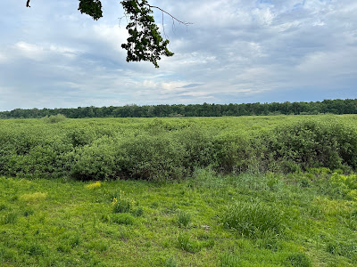 "Obedska bara" Nature Preserve — fotografia 5