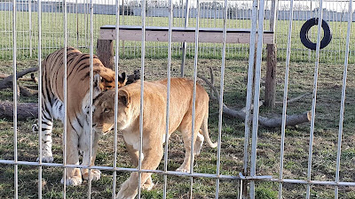 ZOO Szigetbecse- Vadvirág Állat és Élménypark — fotografia 2