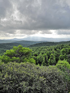 Tatoi Forest — fotografia 3