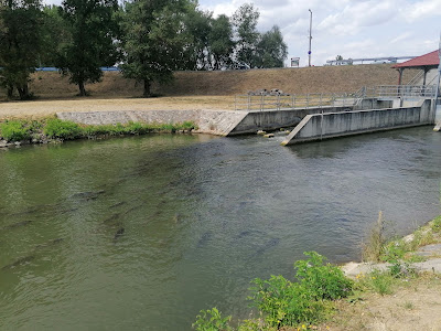 Tisza Tavi Hallépcső — fotografia 4