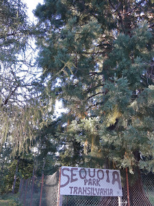 Sequoiadendrum Giganteum — fotografia 5