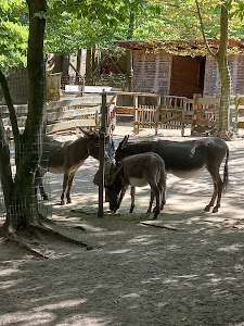 Tierpark Neukölln in der Hasenheide — fotografia 4