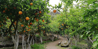 Botanical Garden of Crete — fotografia 3