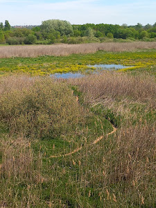 Merzse Swamp Nature Reserve — fotografia 3