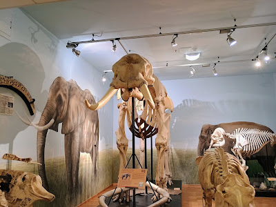 Civic Museum of Natural History — fotografia 3