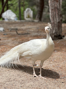 Plaka Forest — fotografia 5